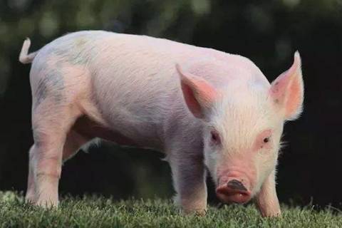 1995年屬豬人2021年婚配運勢解析 26歲本命年宜謹慎