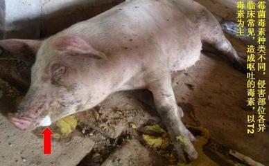 豬嘔吐是怎么回事兒？這5種原因，其中有一個是大麻煩！