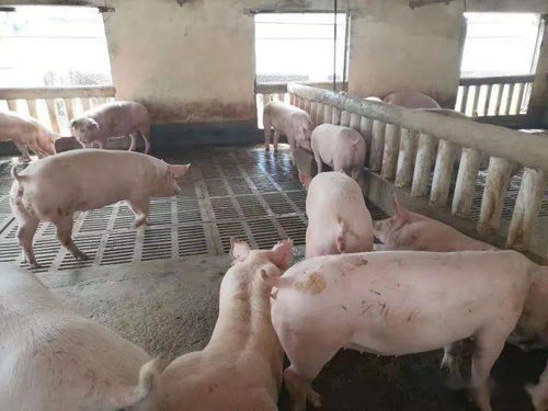 仔豬健壯漲勢強(qiáng)，新鄉(xiāng)大北農(nóng)產(chǎn)品來幫忙